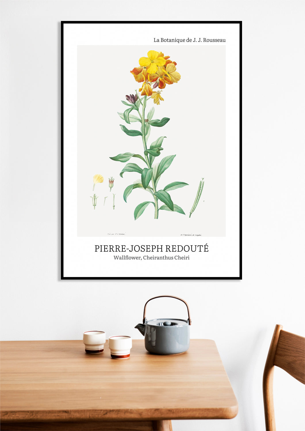 Obraz Design Chearinthus Cheiri, Redoute Vintage do Salonu