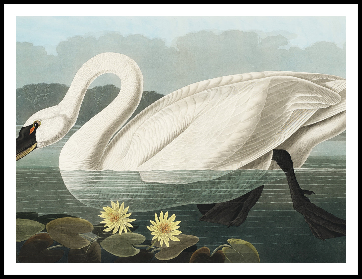 Plakat Łabędź, J.J. Audubon Vintage do Salonu