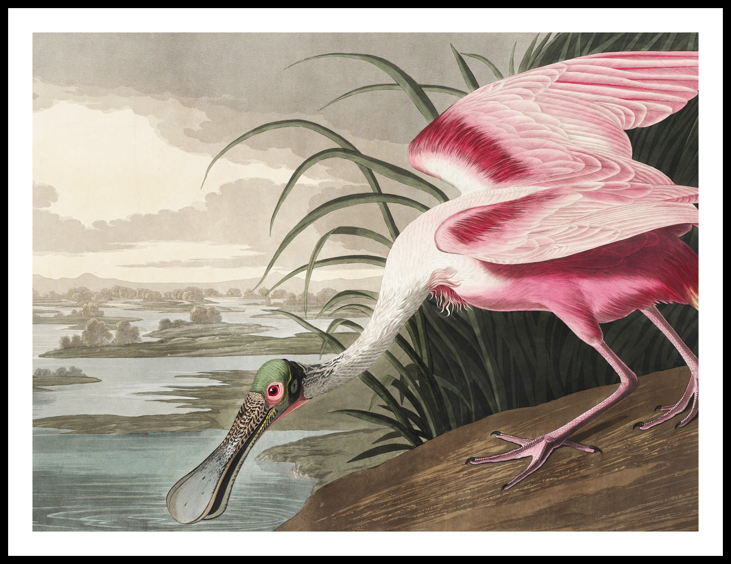 Plakat Łyżkodziób Różowy, J.J. Audubon Vintage do Salonu