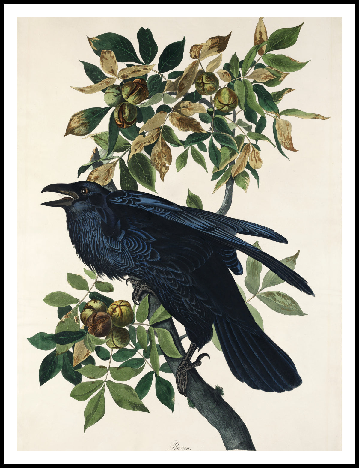 Plakat Kruk, J.J. Audubon, Vintage do Salonu