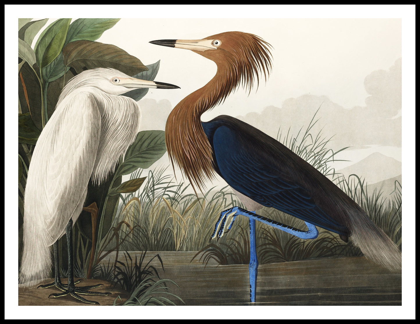 Plakat Czapla Purpurowa, J.J.Audubon Vintage do Salonu