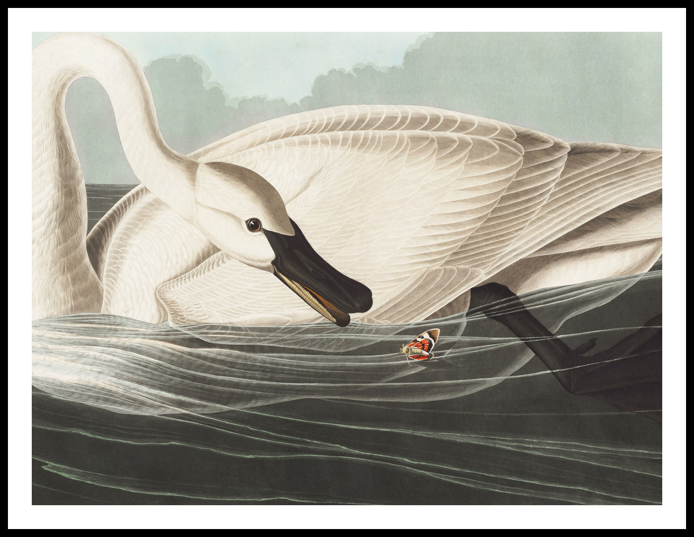 Plakat Łabędź Trąbiący, J.J.Audubon Vintage do Salonu