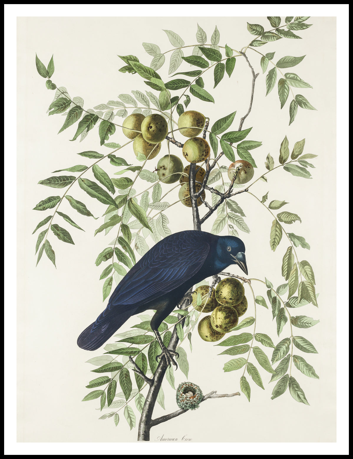 Plakat Wrona Amerykańska, J.J. Audubon Vintage do Salonu