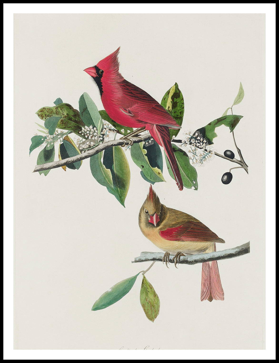 Plakat Kardynał Szkarłatny, J.J.Audubon Vintage do Salonu