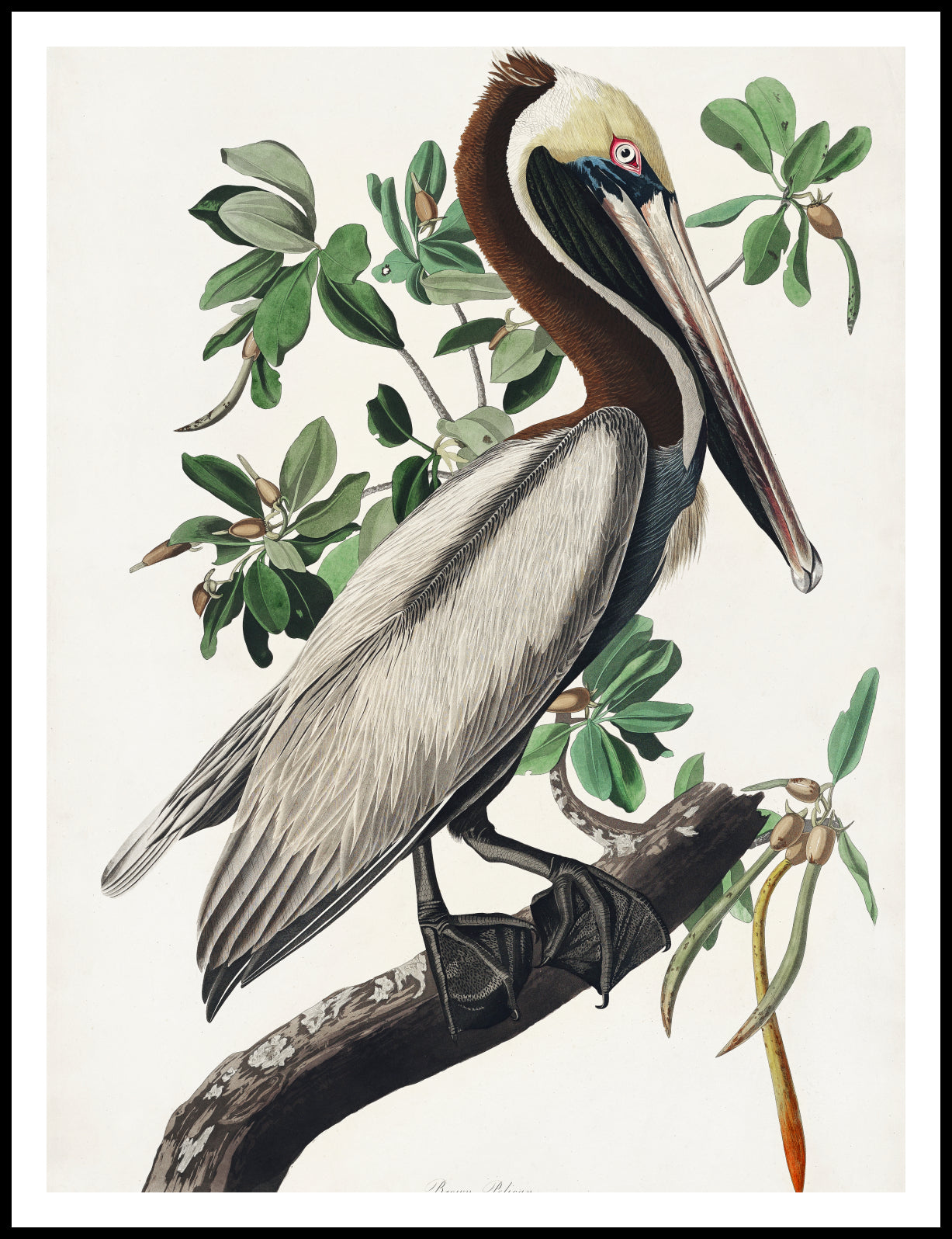 Plakat Pelikan Brunatny, J.J.Audubon, Vintage do Salonu