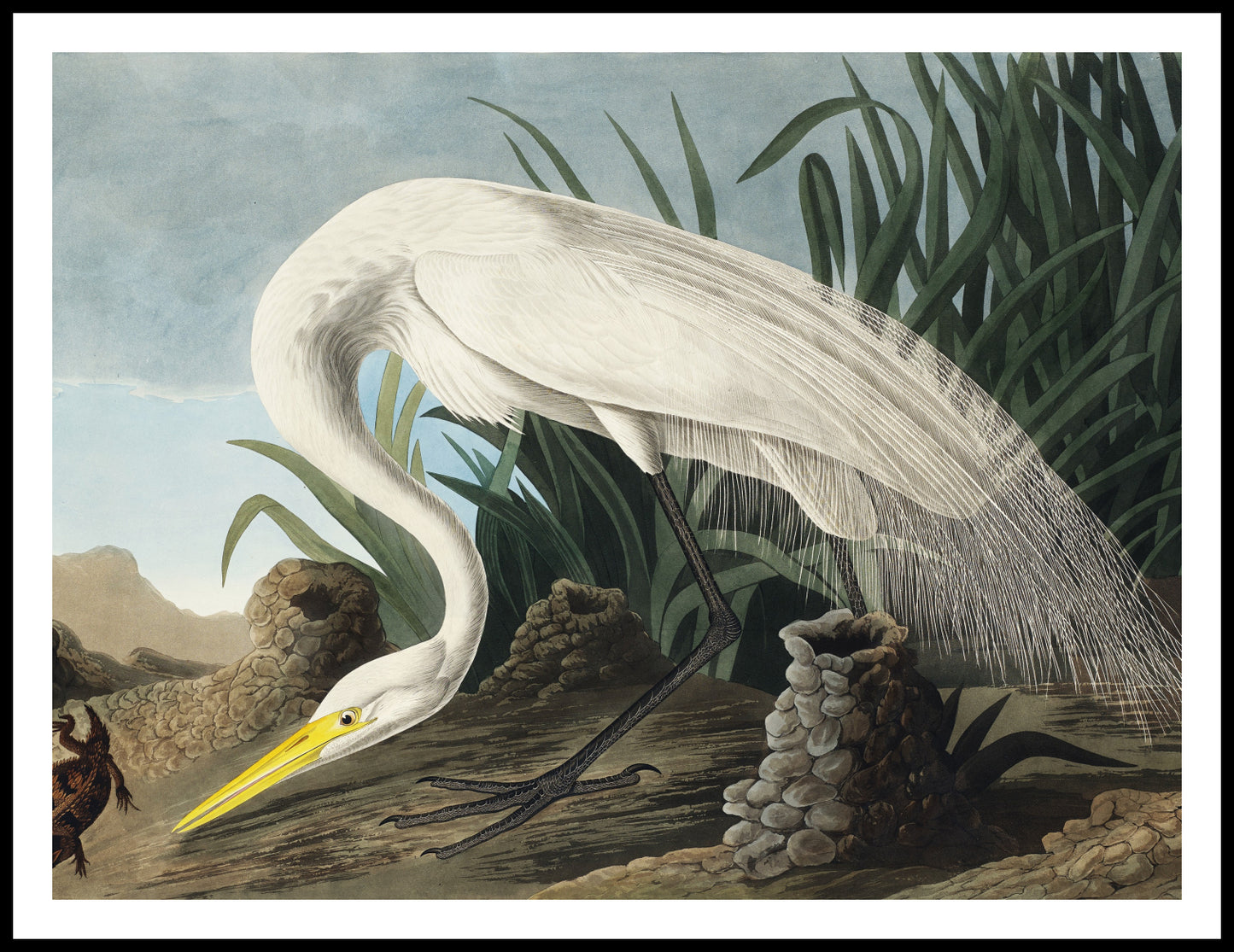 Plakat Czapla Biała, J.J. Audubon Vintage do Salonu