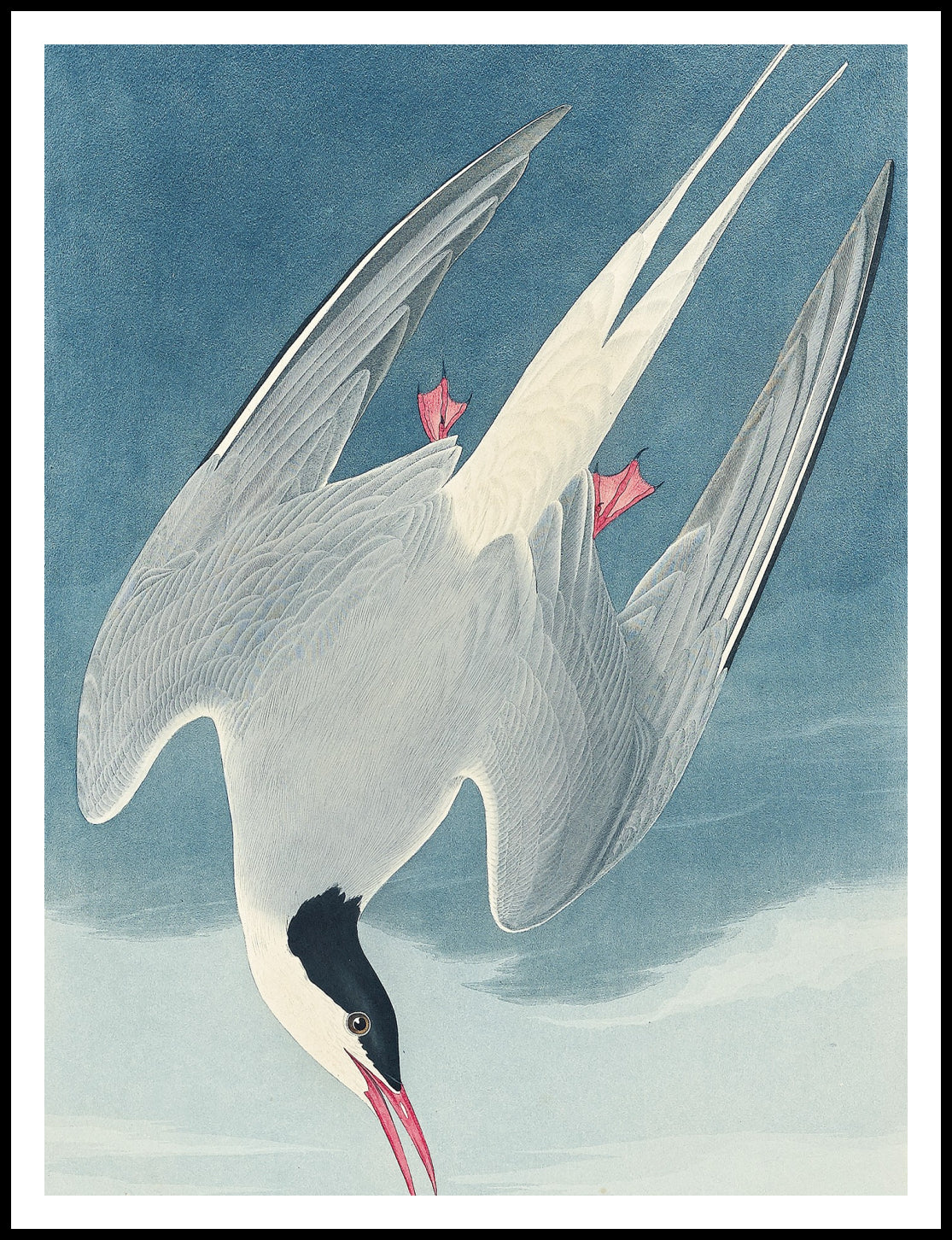 Plakat Rybitwa Popielata, J.J.Audubon Vintage do Salonu