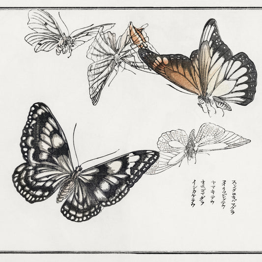 Plakat  Ilustracje Motyle Morimoto Toko Japoński Vintage do Salonu