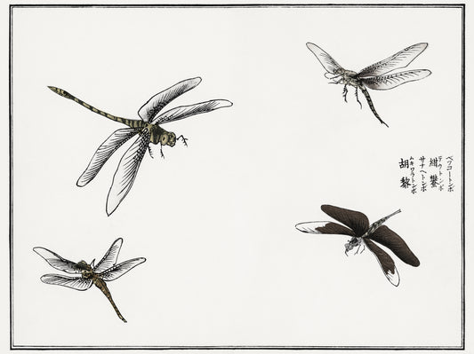 Plakat  Ważki ilustracja Morimoto Toko Japoński Vintage do Salonu