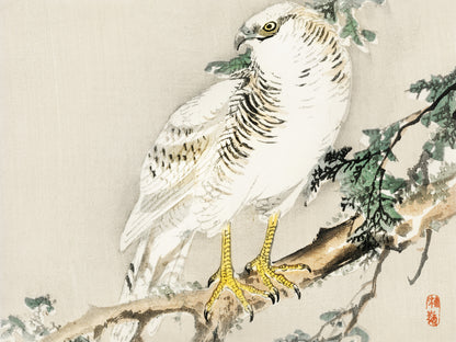 Plakat  Northern Mockingbird, Kōno Bairei Vintage do Salonu