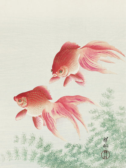 Plakat  Two Veil Goldfish, Koson Japoński Vintage do Salonu