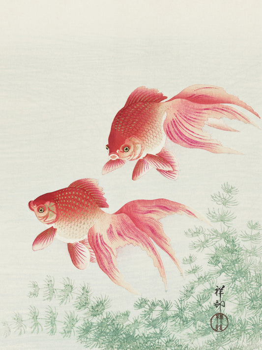 Plakat  Two Veil Goldfish, Koson Japoński Vintage do Salonu
