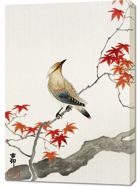 Obraz  Japanese Plague Bird on Maple, Koson Vintage do Salonu