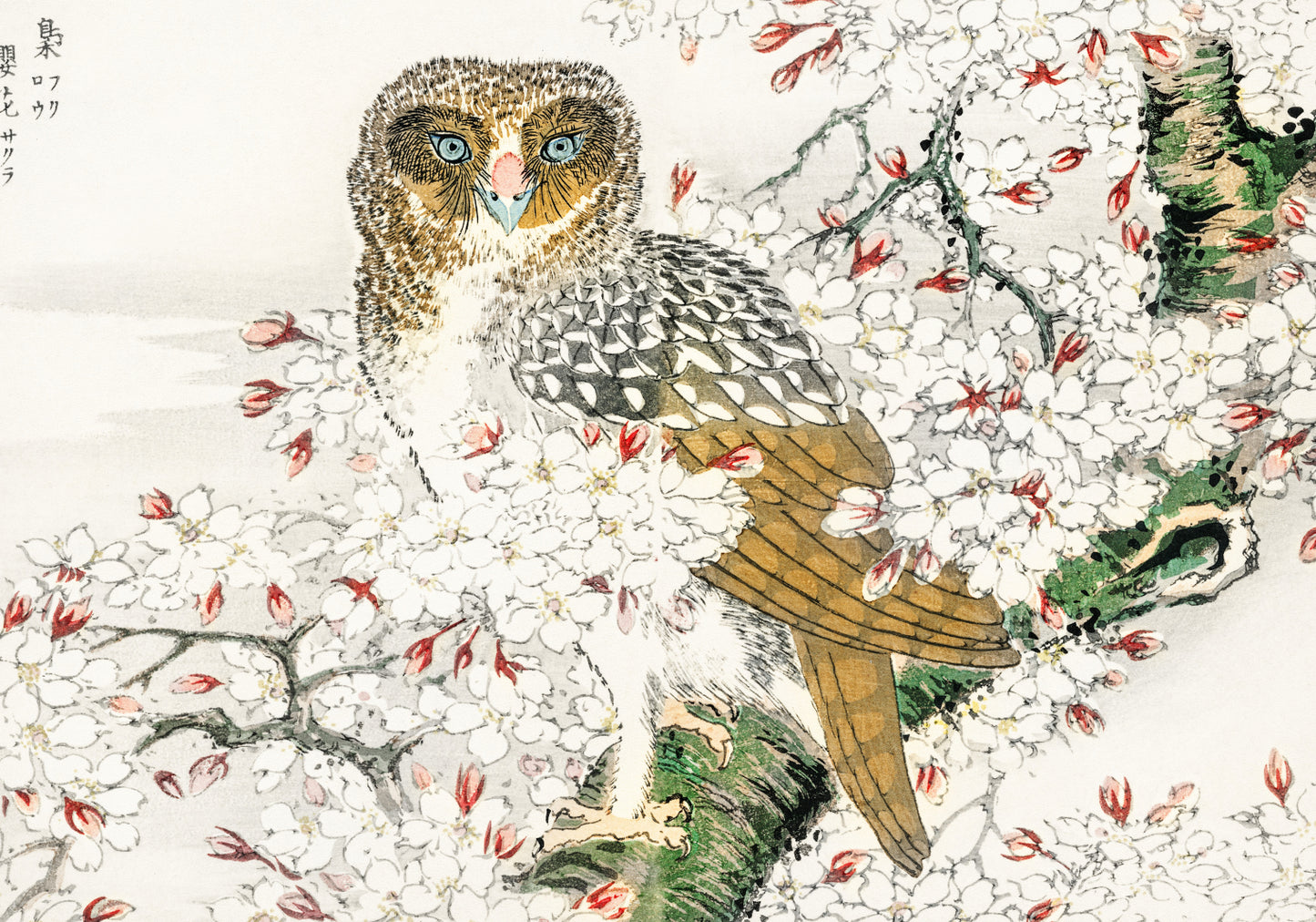 Plakat  Short-Eared Owl, Kashu Japoński Vintage do Salonu