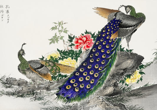 Plakat  Peacock and Peony, Kashu Japoński Vintage do Salonu