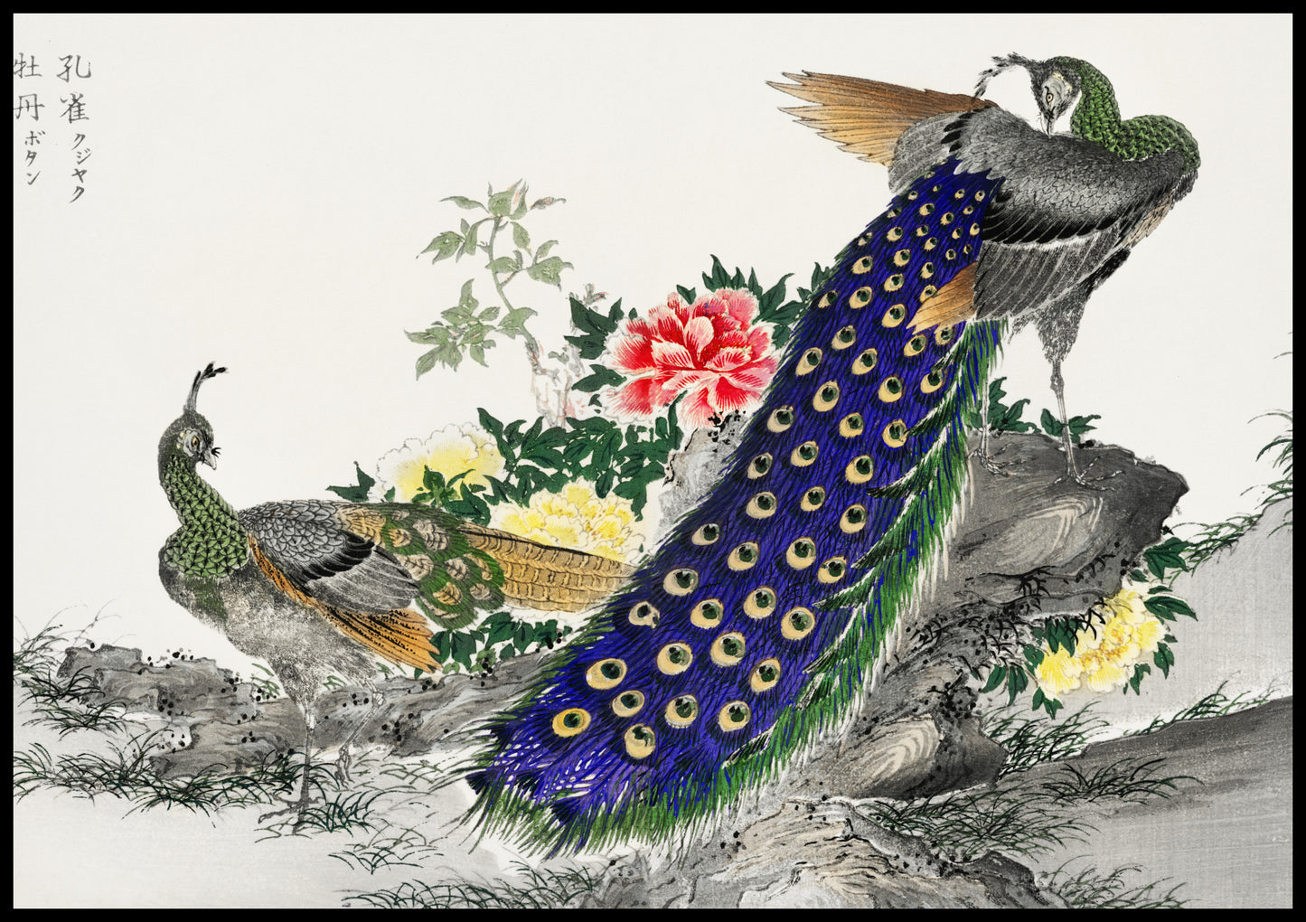 Plakat  Peacock and Peony, Kashu Japoński Vintage do Salonu