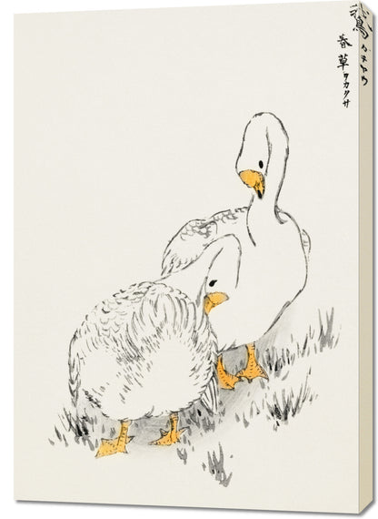 Obraz  Duck and Young Grass, Kashu Vintage do Salonu