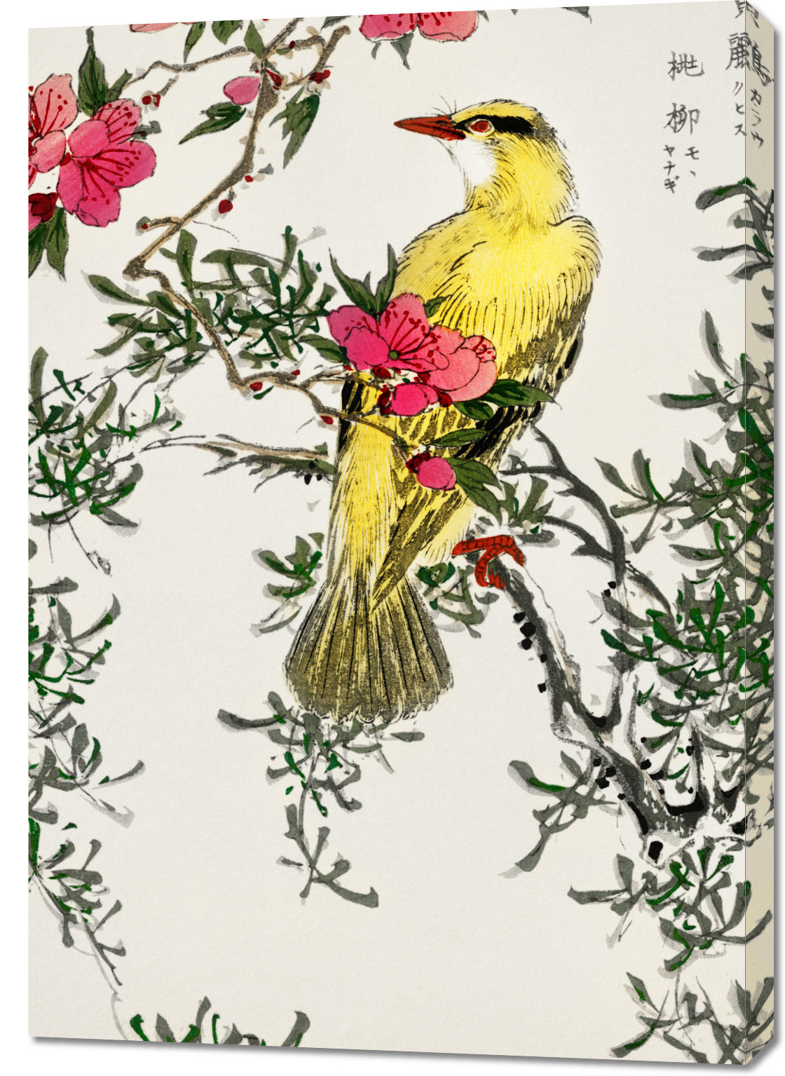 Obraz  Chinese Bush-Warbler, Kashu Vintage do Salonu