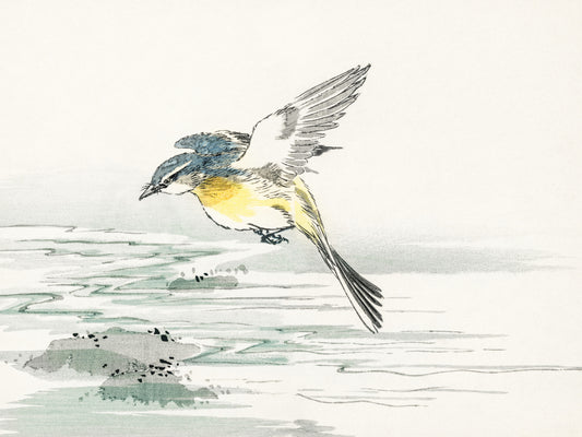 Plakat  Eastern Grey Wagtail, Kashu Vintage do Salonu