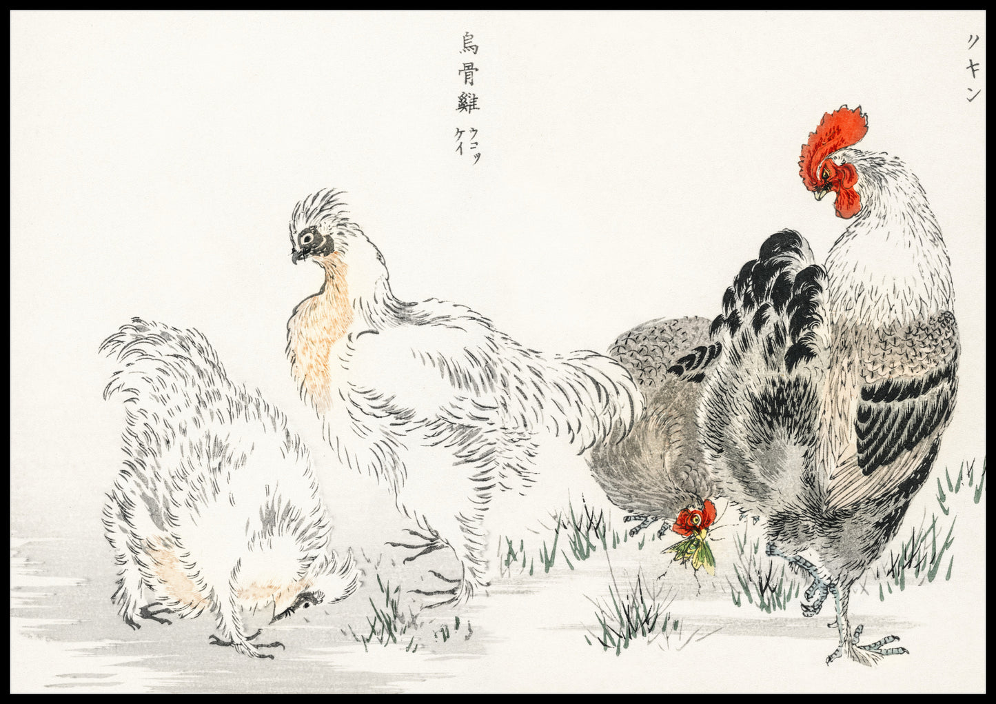 Plakat  Domestic Fowl, Kashu Japoński Vintage do Salonu