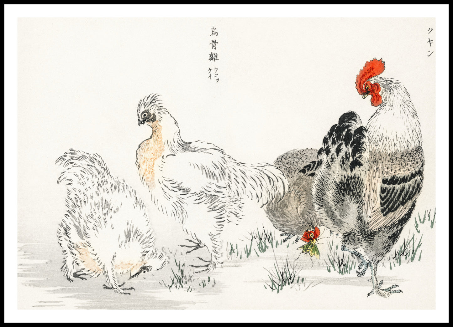 Plakat  Domestic Fowl, Kashu Japoński Vintage do Salonu