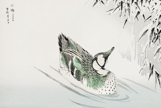 Plakat  Spectacled Teal, Kashu Japoński Vintage do Salonu