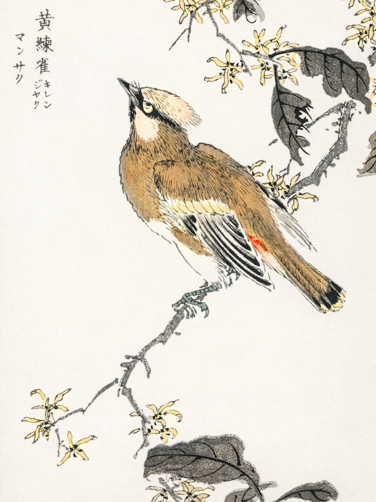 Plakat  Eastern Waxwing, Kashu Japoński Vintage do Salonu