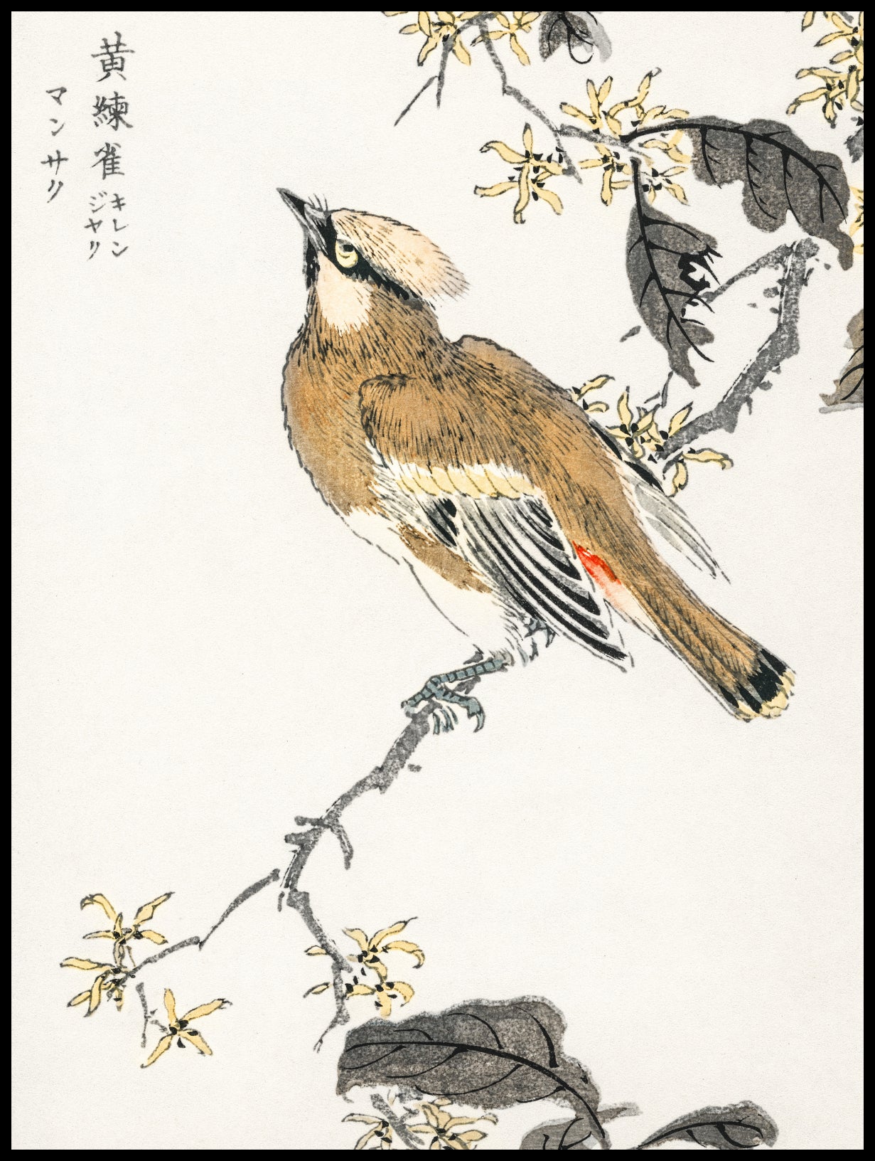 Plakat  Eastern Waxwing, Kashu Japoński Vintage do Salonu