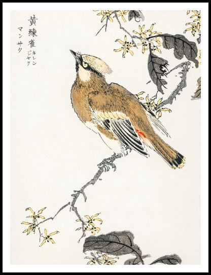 Plakat  Eastern Waxwing, Kashu Japoński Vintage do Salonu