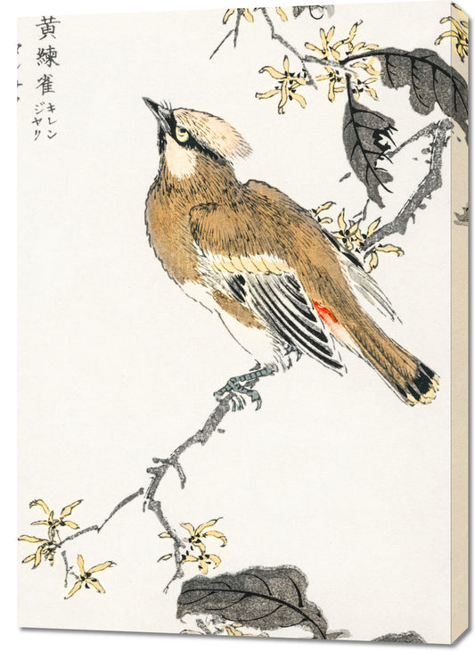 Obraz  Eastern Waxwing, Kashu Japoński Vintage do Salonu