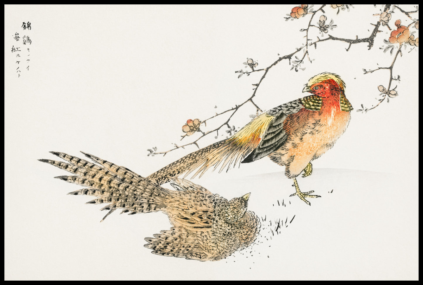 Plakat  Golden Pheasant, Kashu Japoński Vintage do Salonu