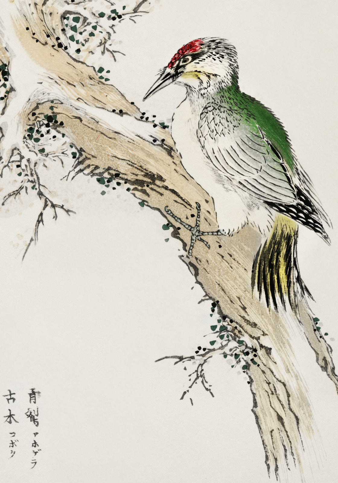 Plakat  Green Woodpecker, Kashu Japoński Vintage do Salonu
