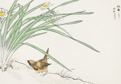 Plakat   Wren and Daffodil. Kashu Japoński Vintage