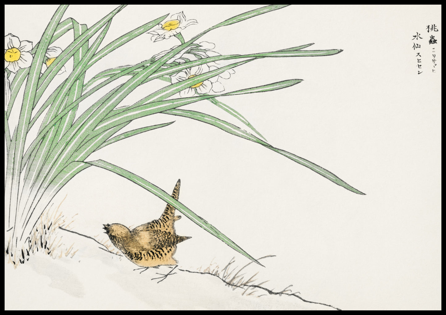 Plakat   Wren and Daffodil. Kashu Japoński Vintage