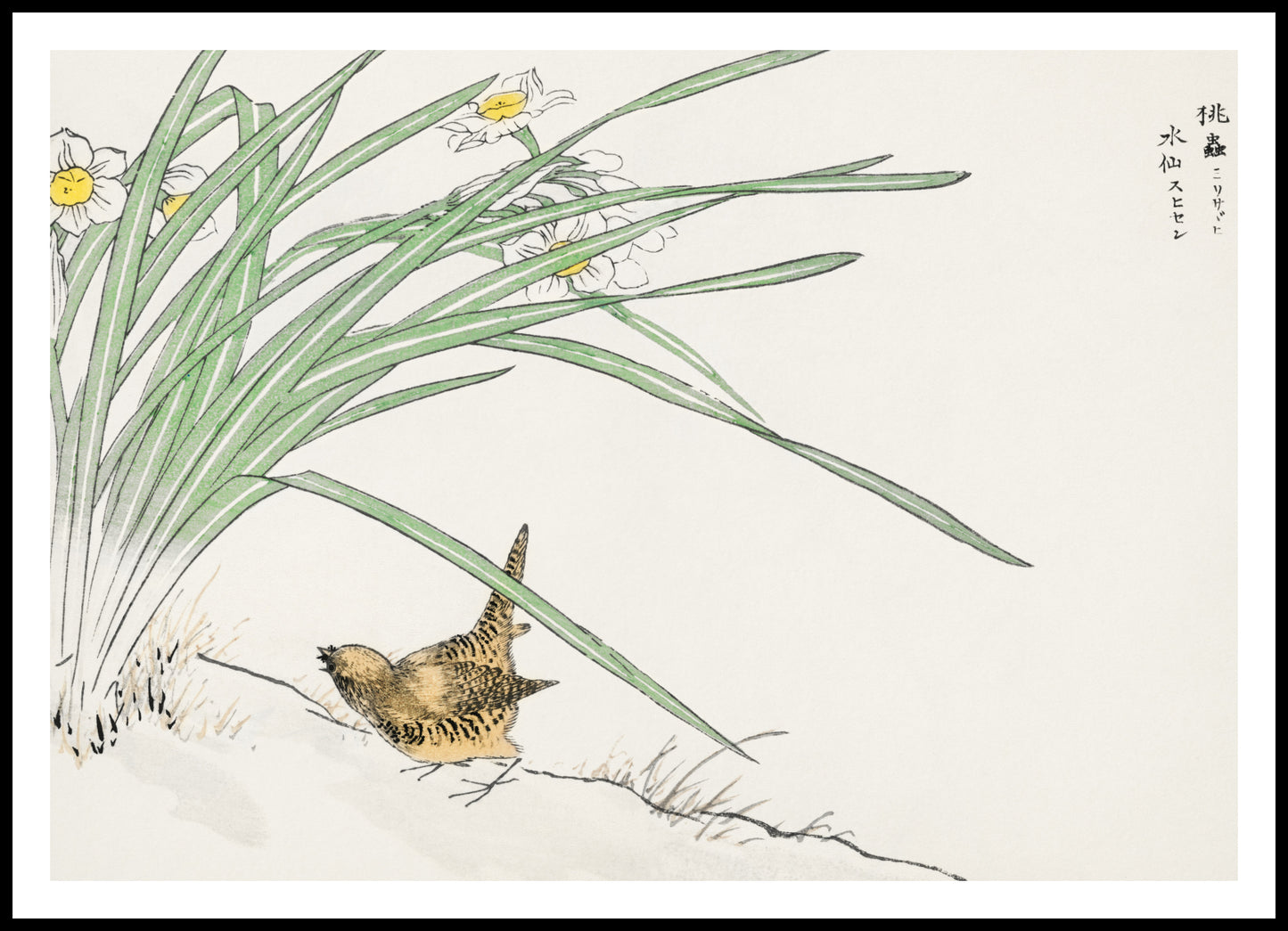 Plakat   Wren and Daffodil. Kashu Japoński Vintage