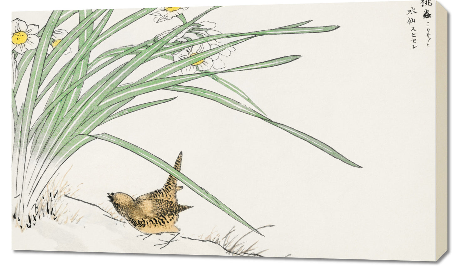 Obraz   Wren and Daffodil. Kashu Japoński Vintage