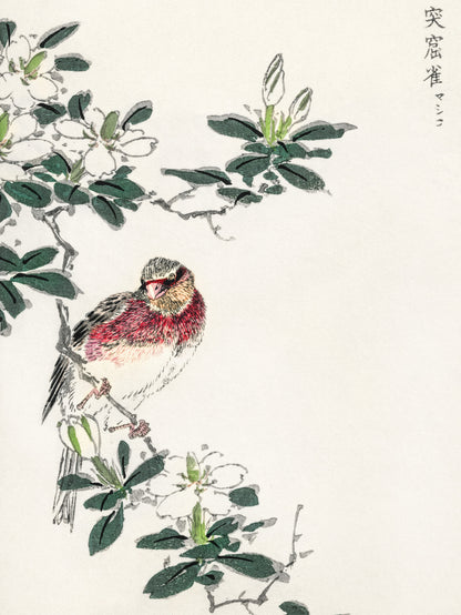Plakat   Rosefinch, Kashu Japoński Vintage do Salonu