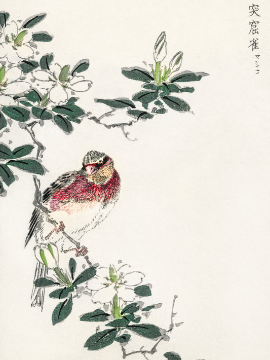 Plakat   Rosefinch, Kashu Japoński Vintage do Salonu