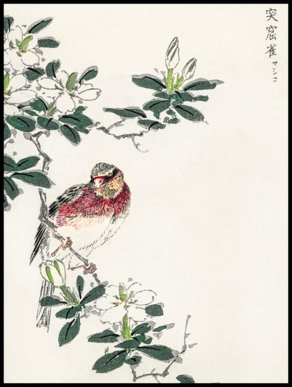 Plakat   Rosefinch, Kashu Japoński Vintage do Salonu