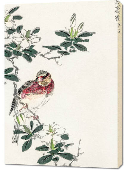 Obraz   Rosefinch, Kashu Japoński Vintage do Salonu