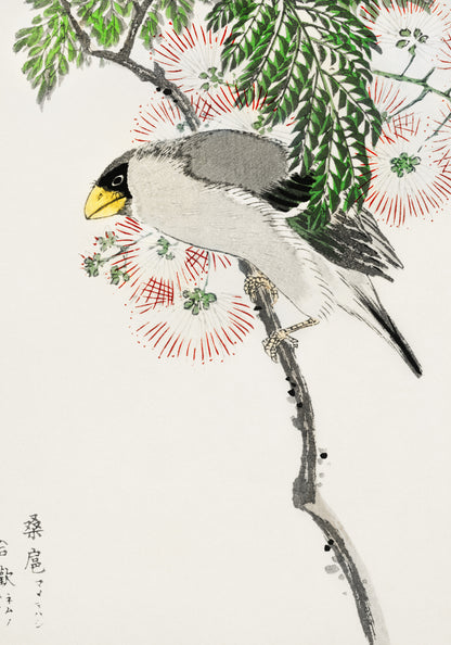 Plakat  Masked Hawfinch, Kashu Japoński Vintage do Salonu