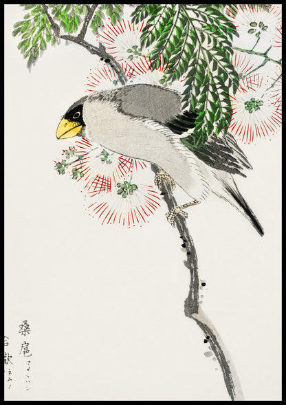Plakat  Masked Hawfinch, Kashu Japoński Vintage do Salonu