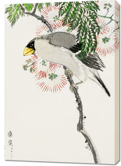 Obraz  Masked Hawfinch, Kashu Japoński Vintage do Salonu
