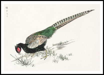 Plakat  Green Pheasant, Kashu Japoński Vintage do Salonu