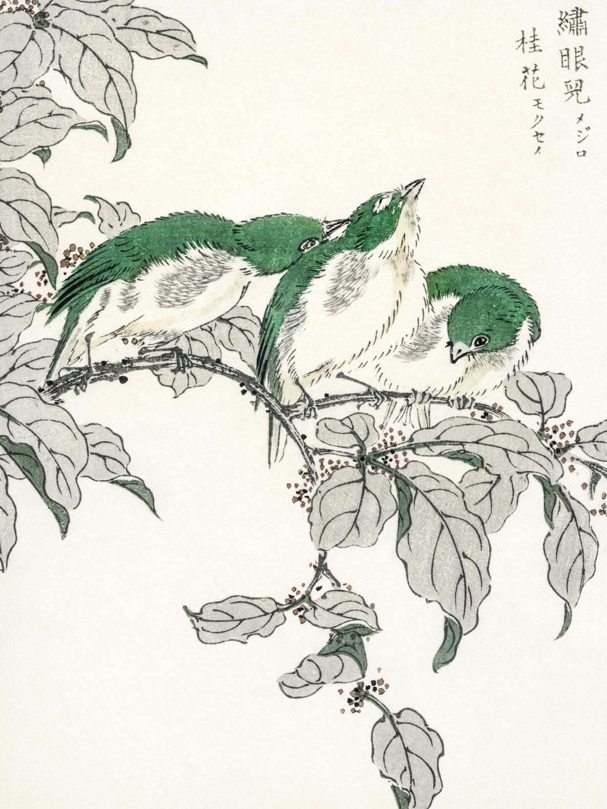 Plakat  White-Eye, Kashu Japoński Vintage do Salonu