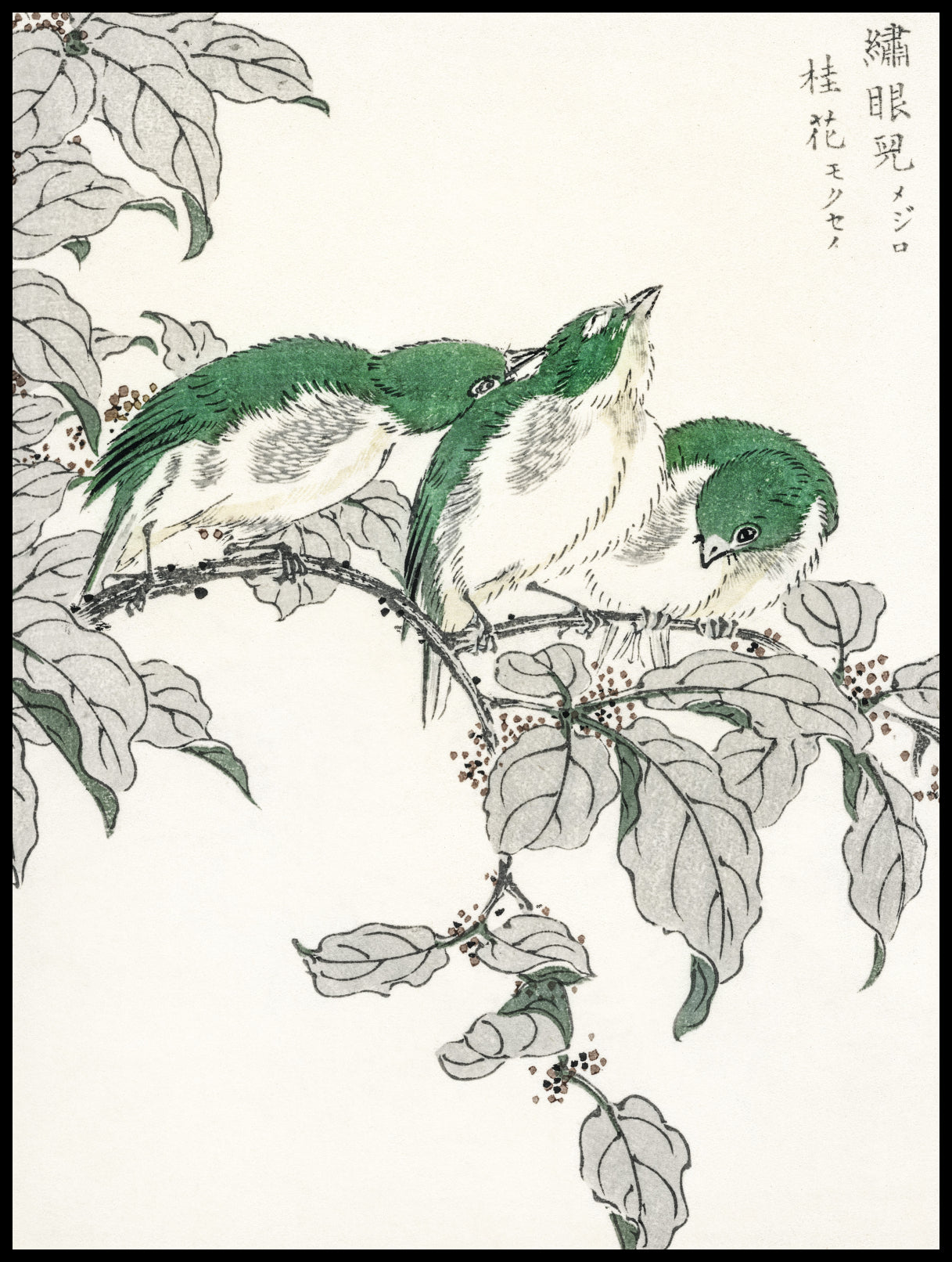 Plakat  White-Eye, Kashu Japoński Vintage do Salonu