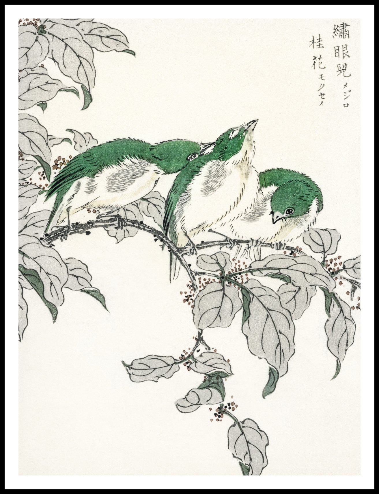 Plakat  White-Eye, Kashu Japoński Vintage do Salonu