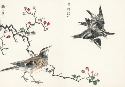 Plakat  Dosky Thrush, Kashu Japoński Vintage do Salonu