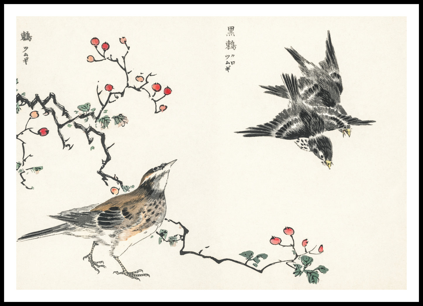 Plakat  Dosky Thrush, Kashu Japoński Vintage do Salonu