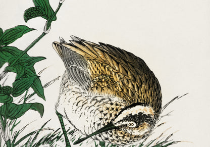 Plakat  Greenshank, Kashu Japoński Vintage do Salonu